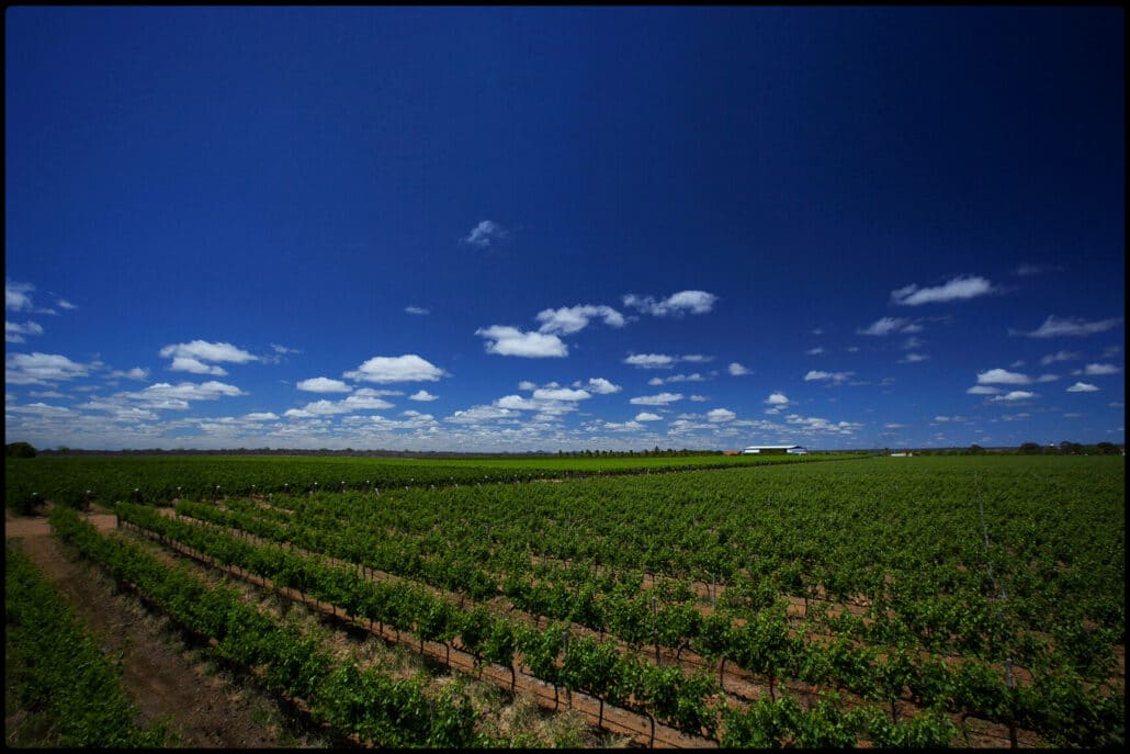 Vale do São Francisco: primeira Indicação de Procedência para vinhos tropicais