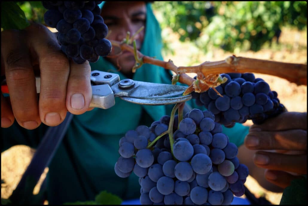 Vale do São Francisco: primeira Indicação de Procedência para vinhos tropicais