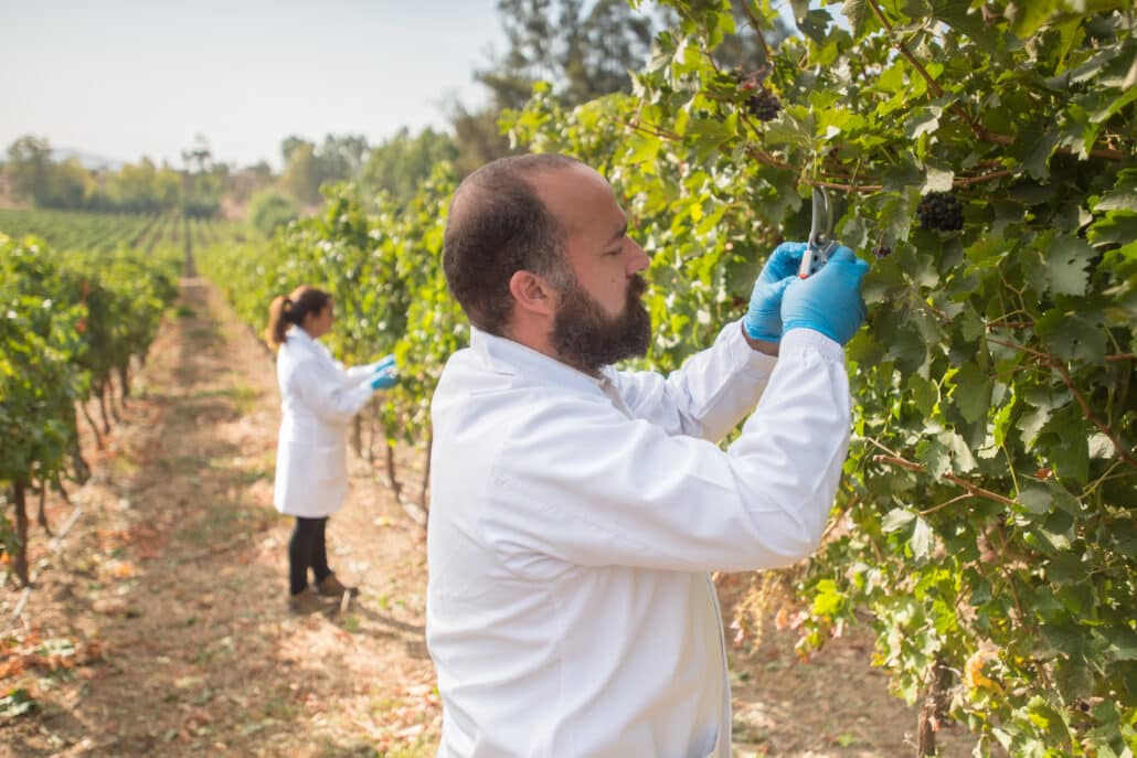 Concha y Toro começa a plantar vinhas com maior resistência climática