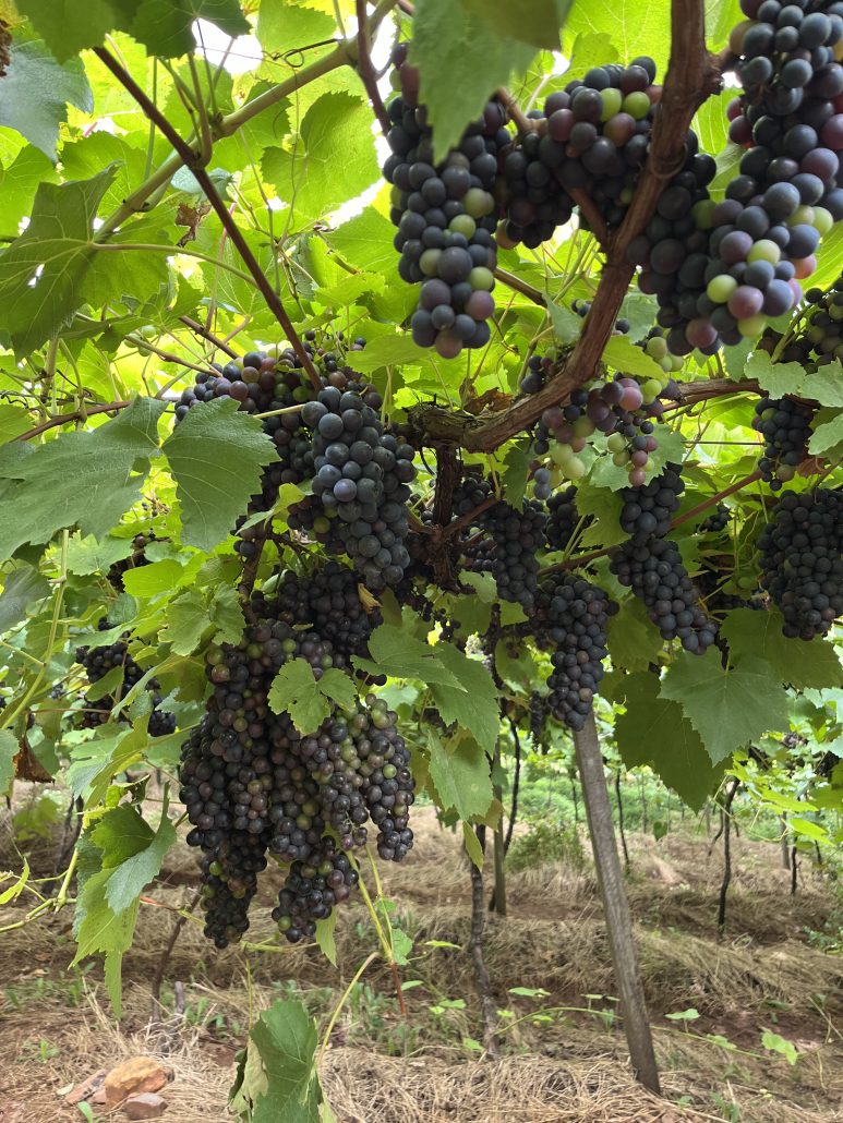  ESG: setor vitivinícola do RS será o primeiro projeto de localg.a.p do Brasil