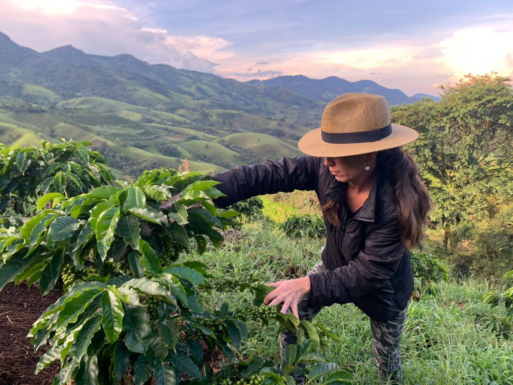 Boa Vista do Anil: colheitas de café avançam e produtores se preparam