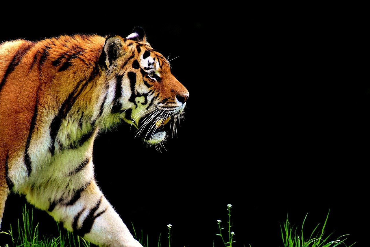 tiger-gd58d7747b_1280