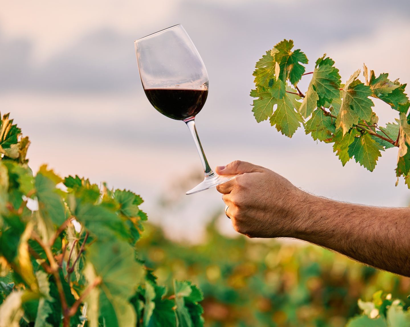 A vertical shot of a person holding a glass of wine in the vineyard under the sunlight